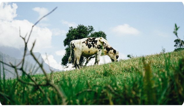 Grass fed beef