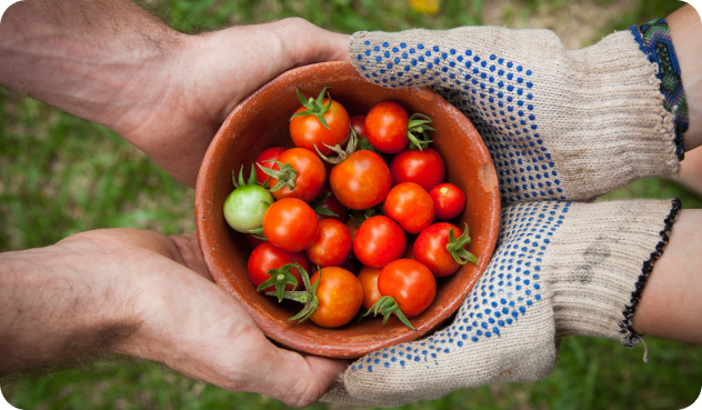 Tomato farmers