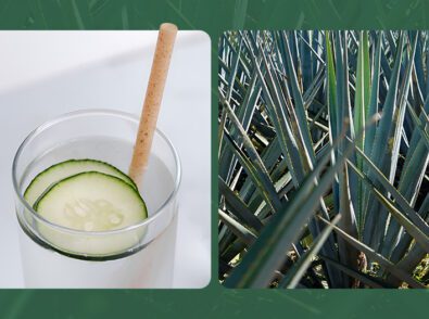 Best Biodegradable Straws Made From Plants