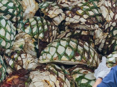 Agave waste after tequila production