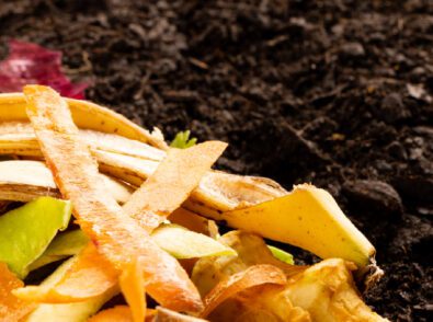 What can you compost