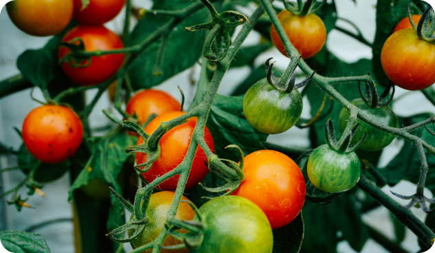 Grow food tomatoes