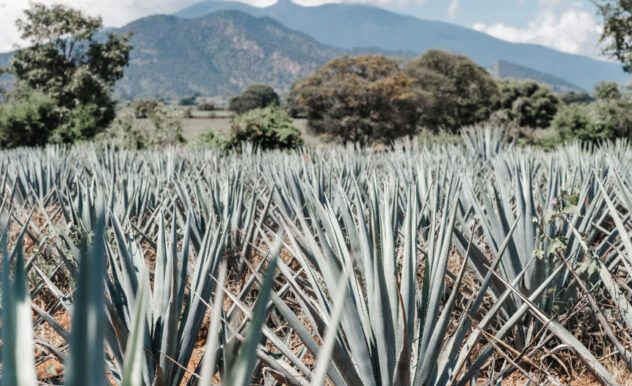Are Agave Straws Gluten Free