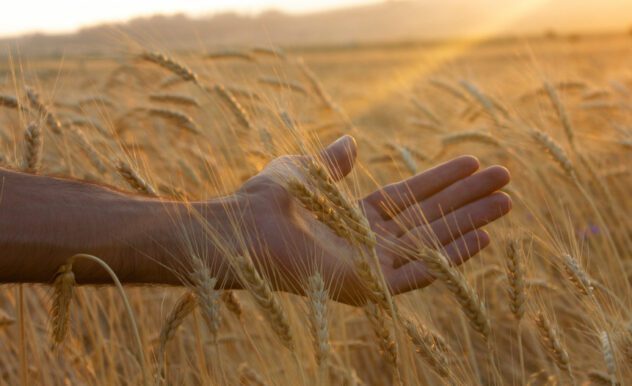 Wheat field, hand