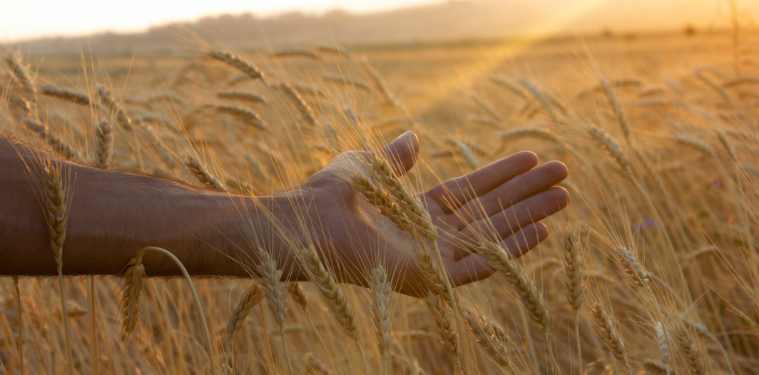 Wheat field, hand