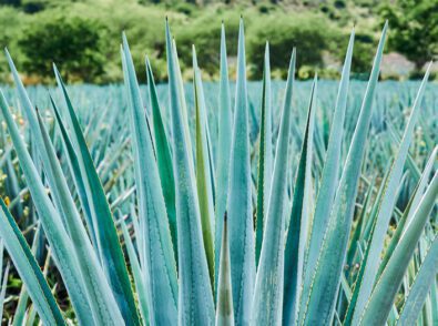 All About Agave Fibers
