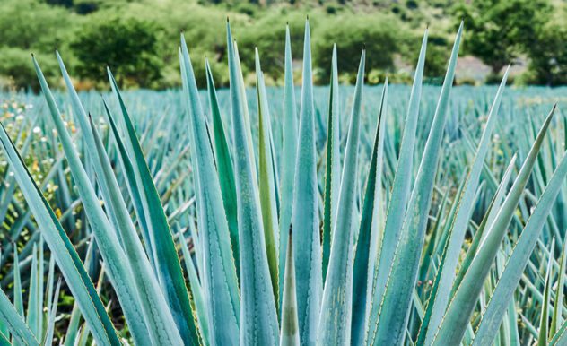 All About Agave Fibers