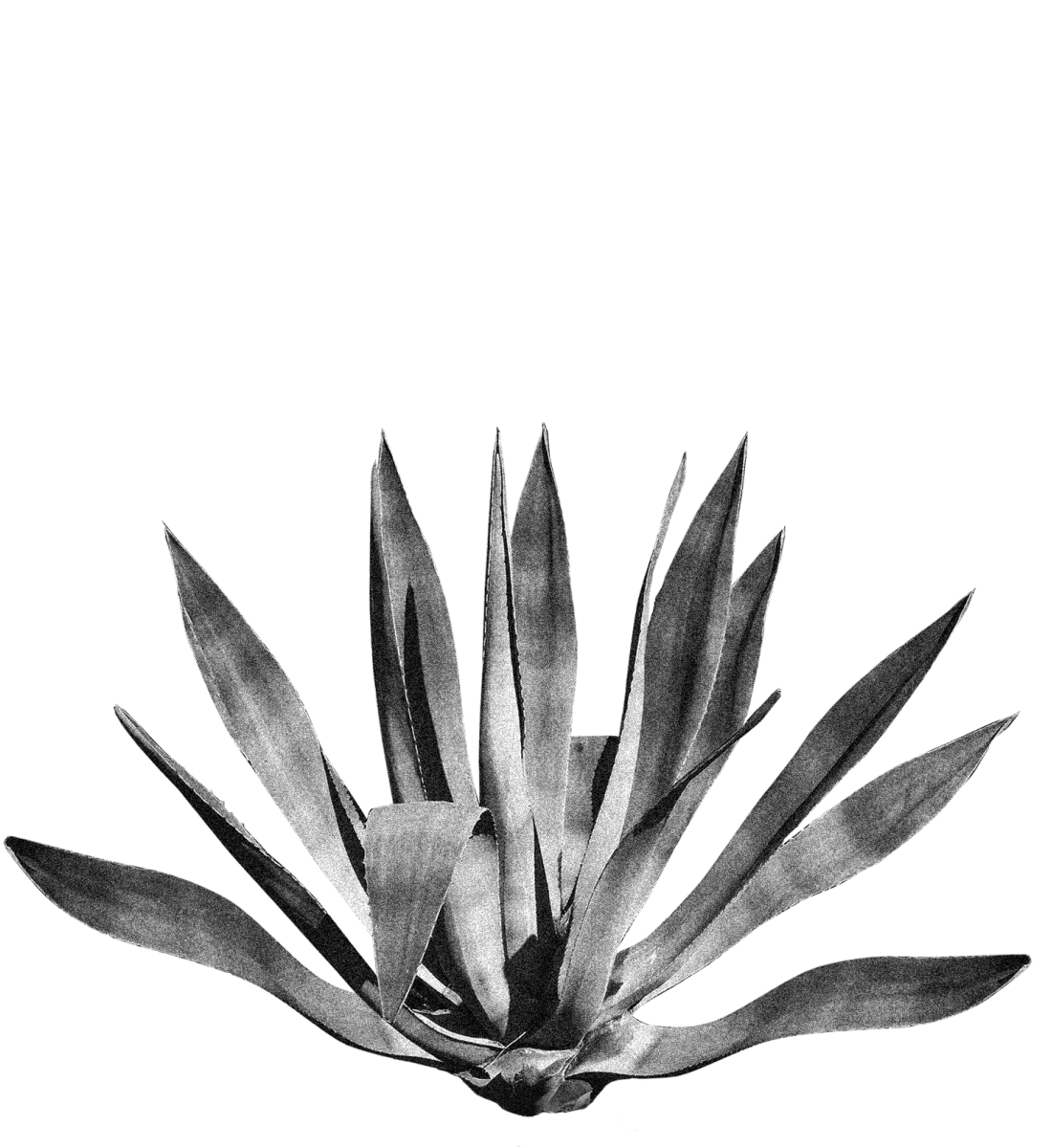 agave based hero