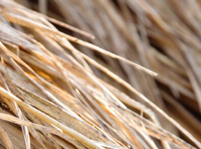 Upcycled Material Sourcing in Foodservice