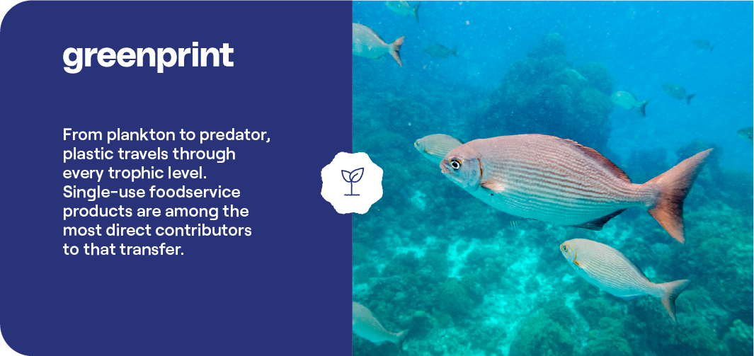 Trophic transfer of microplastics through marine life showing fish in ocean water