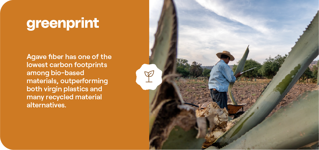 Agave fiber field showing low carbon footprint agricultural sourcing for compostable foodservice packaging