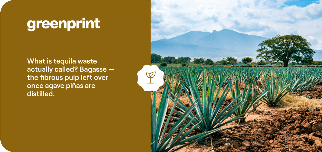 Agave field in Jalisco Mexico with mountain backdrop