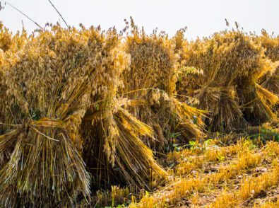 Benefits of Using Agricultural Waste