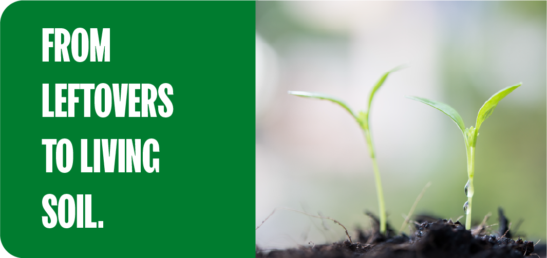 Seedlings sprouting from dark compost-rich soil, showing how food scraps can feed soil health