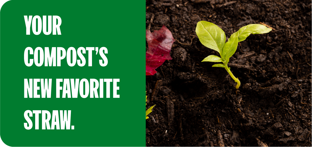 Adding vegetable peels to a bin as food for composting worms
