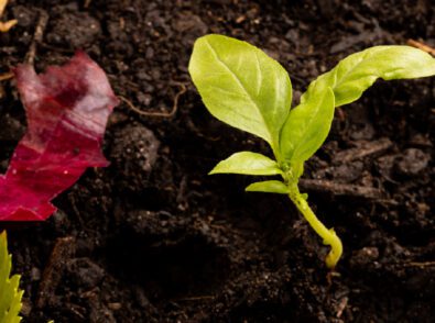 Worm composting